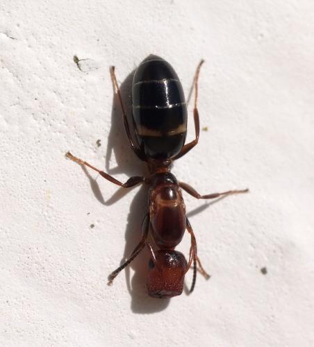 Réf. 265 583 : Colobopsis truncata